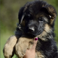 Cuccioli di pastore tedesco