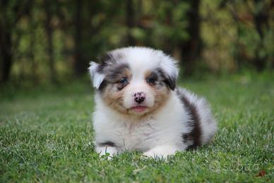 Australian Shepherd