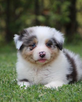 Australian Shepherd