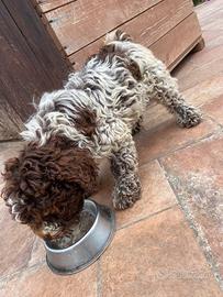 Cucciolo Lagotto romagnolo