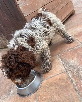 Cucciolo Lagotto romagnolo