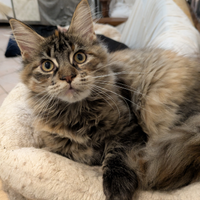 Maine coon con pedigree