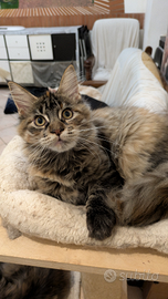 Maine coon con pedigree