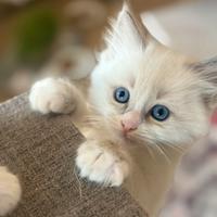 Cuccioli ragdoll