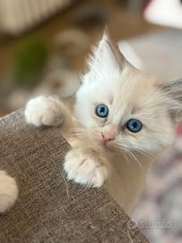 Cuccioli ragdoll