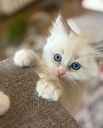 Cuccioli ragdoll