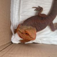Pogona vitticeps