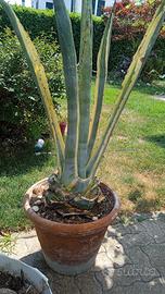 AGAVE