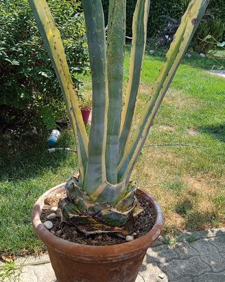 AGAVE