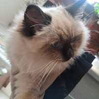 Gattina Ragdoll disponibile da subito