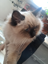 Gattina Ragdoll disponibile da subito