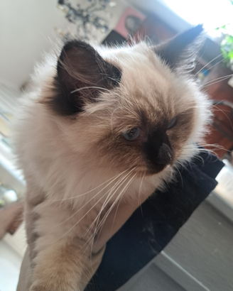 Gattina Ragdoll disponibile da subito