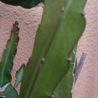 Talea di Pitaya da 15/20 cm
