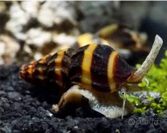 Lumaca killer Anentome helena