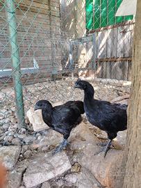 Coppia di Cemani