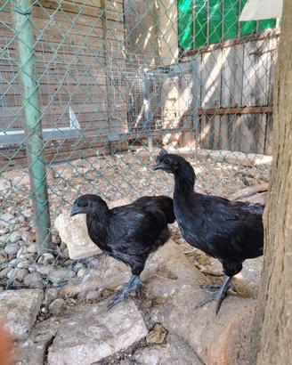 Coppia di Cemani
