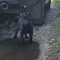 Cuccioli di Pastore Belga malinois charbonne