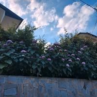 piante alte da Fiore x privacy