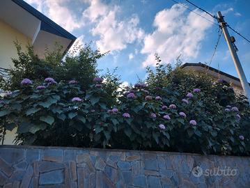 piante alte da Fiore x privacy