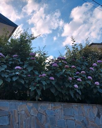 piante alte da Fiore x privacy