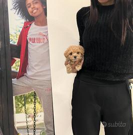 Maltipoo mini mini toy Maltese Barboncino