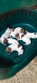 cuccioli di jack russell 