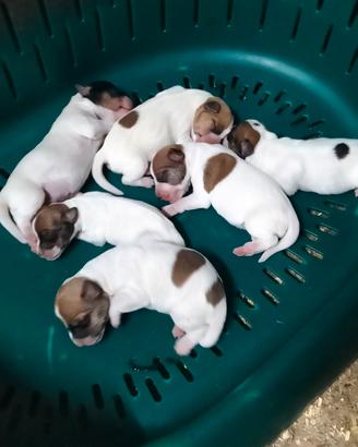 cuccioli di jack russell 