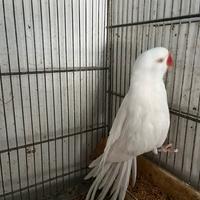 Maschi adulti di Parrochetti dal collare disp