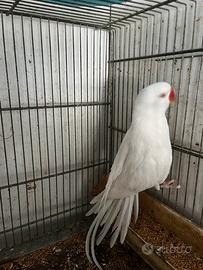 Maschi adulti di Parrochetti dal collare disp