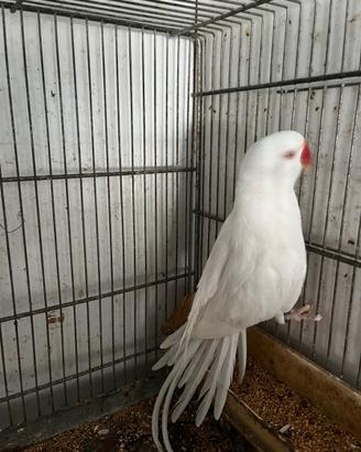Maschi adulti di Parrochetti dal collare disp