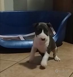 Bull terrier standard