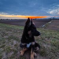 Cucciola di pastore tedesco di 3 mesi