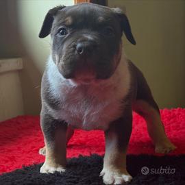 American bully