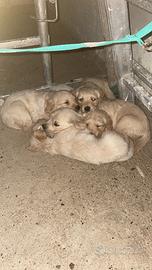 Cuccioli di golden retriever