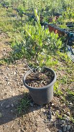 bonsai ulivo