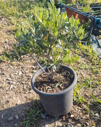 bonsai ulivo
