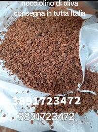 nocciolino di oliva 