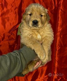 Golden Retriever Americano