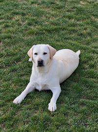 Labrador femmina "Gamora"