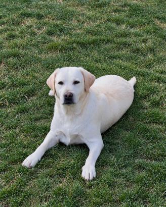 Labrador femmina "Gamora"