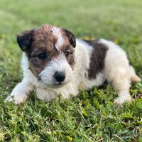 Fox terrier cuccioli