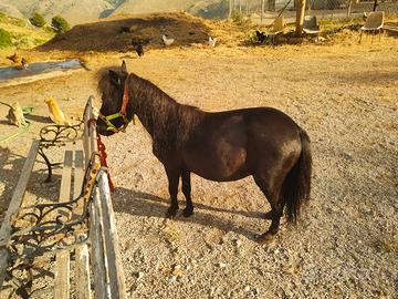 Pony mascio