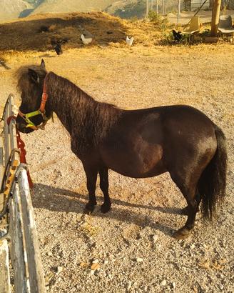 Pony mascio