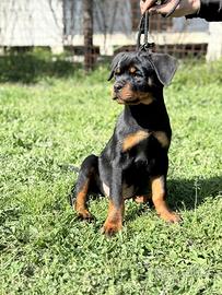 Cucciolo rottweiler