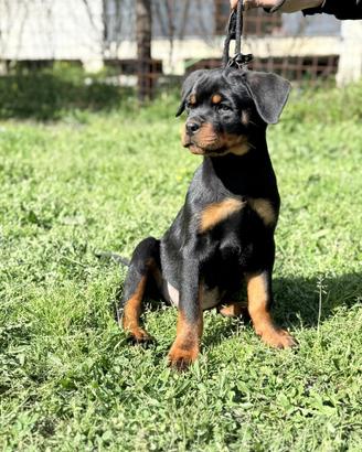 Cucciolo rottweiler