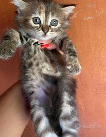 Cucciola simil Siberiano