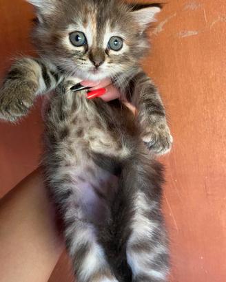 Cucciola simil Siberiano