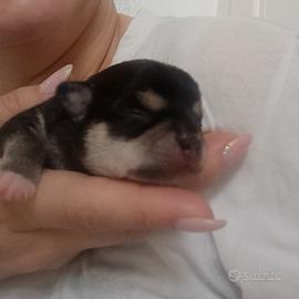Mix chihuahua pinscher