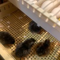 Pulcini di galline ovaiole