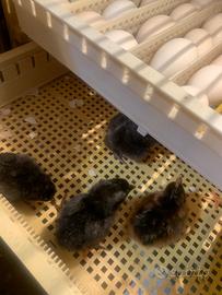 Pulcini di galline ovaiole